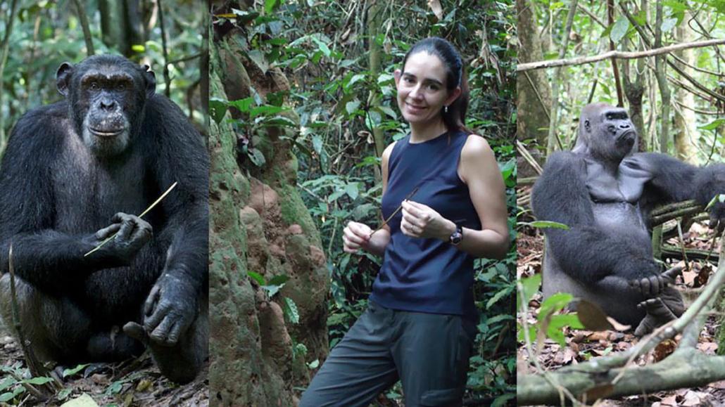 Anthropologist Crickette Sanz On Chimpanzees And Gorillas Of The Congo