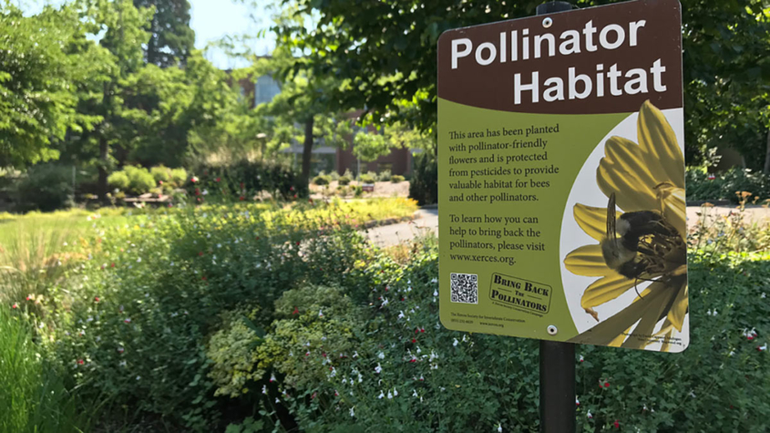 SOU Bee Campus pollinator habitat