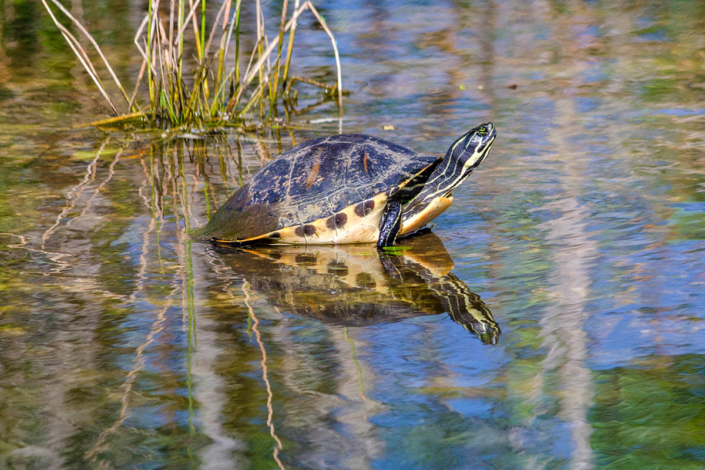 Invasive Tortoise at Florida Everglades National Park
