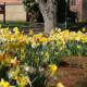 Earth Month in full bloom at SOU