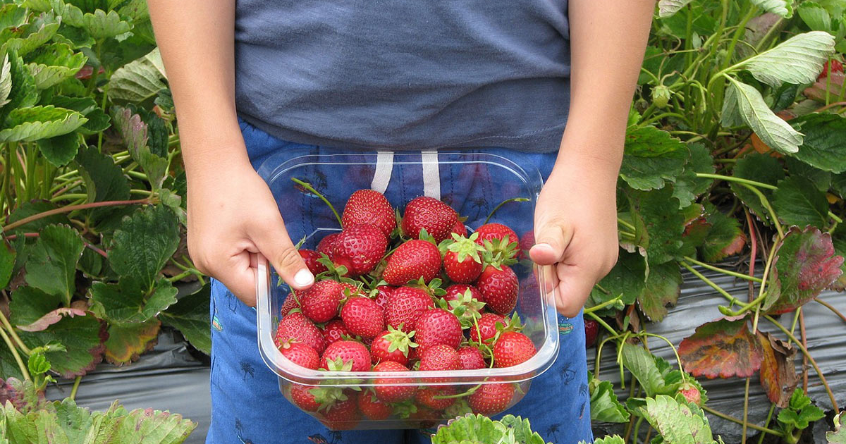 Off-season strawberries in Oregon likely came from Baja California